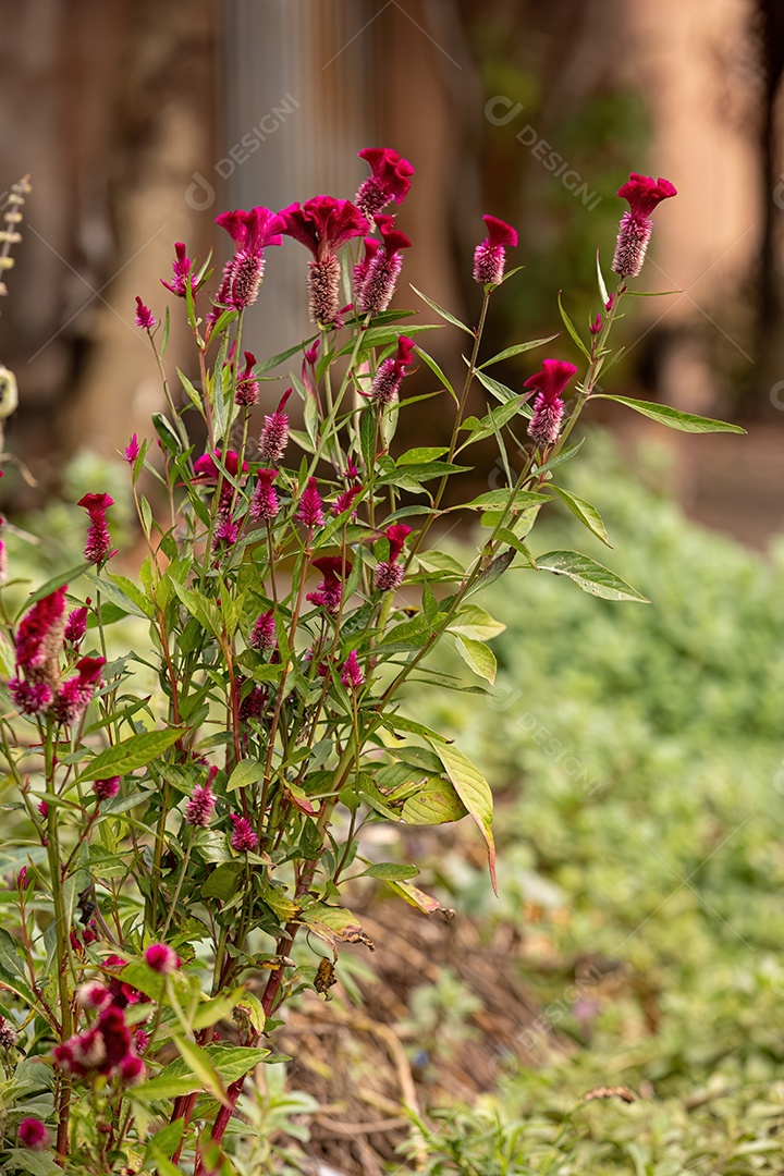 Planta com flor de capim codorna da espécie Celosia argentea