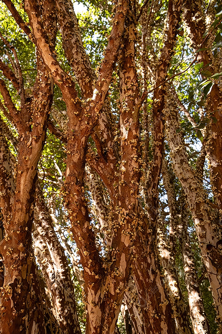 Galhos de jabuticaba cheios de flores durante o dia