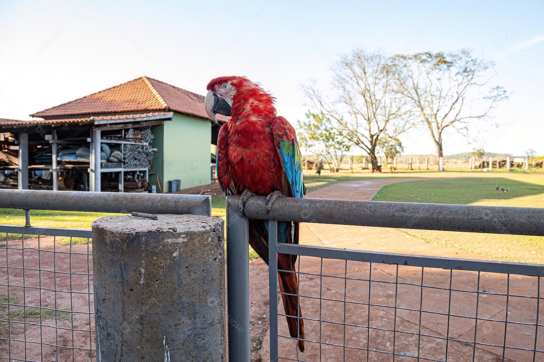 Arara vermelha e verde adulta da espécie Ara chloropterus