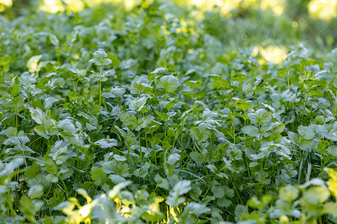 Mudas de coentro da espécie Coriandrum sativum