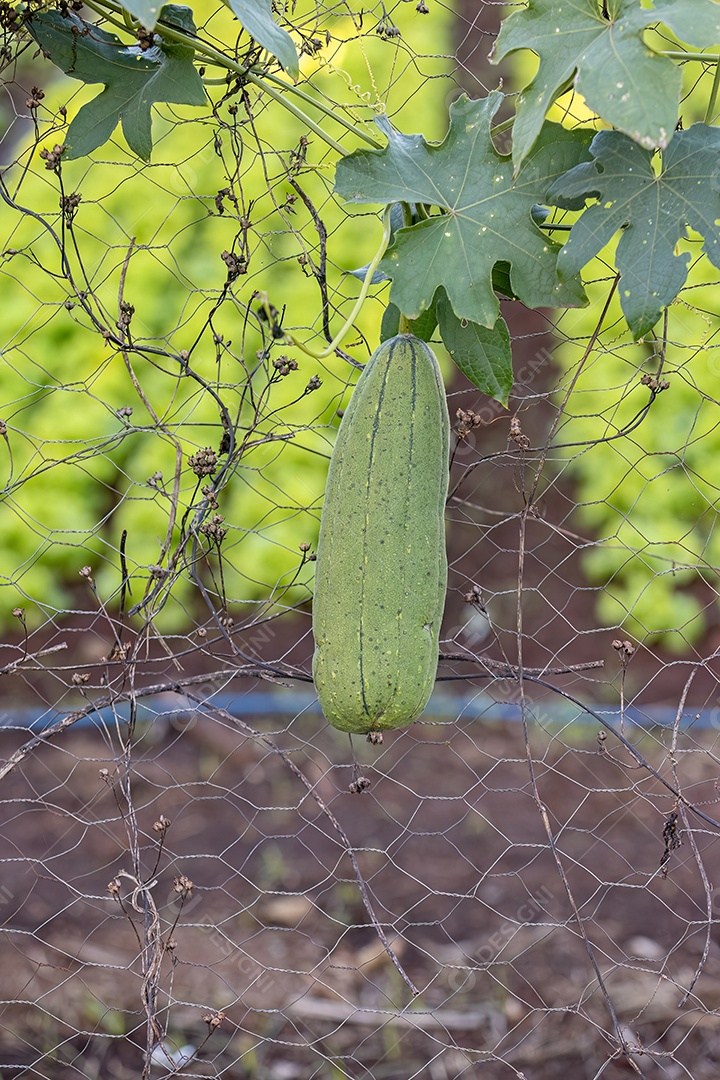 Cabaça Esponja Planta Fruto da espécie Luffa aegyptiaca