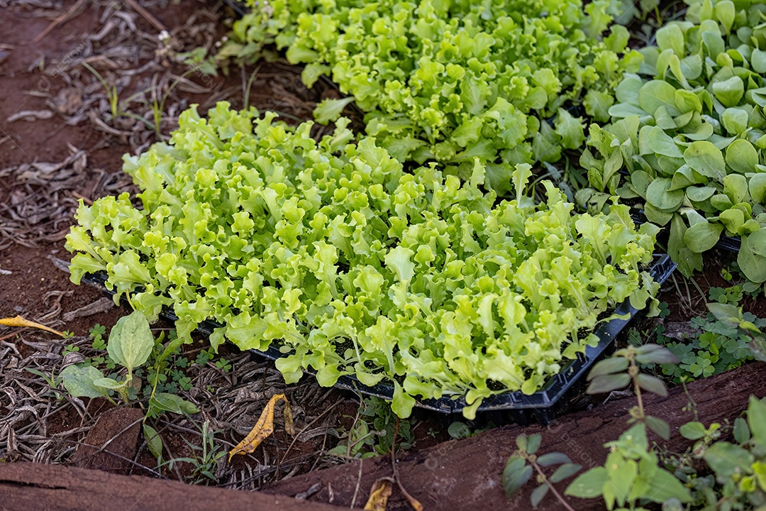 Mudas de alface da espécie Lactuca sativa