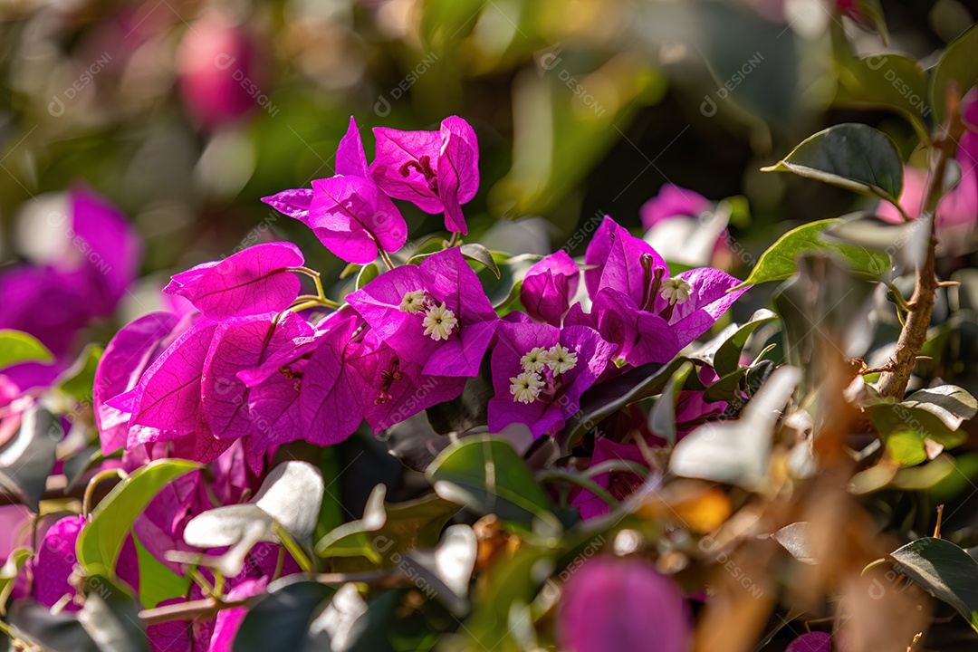 Flores de plantas ornamentais do gênero Bougainvillea