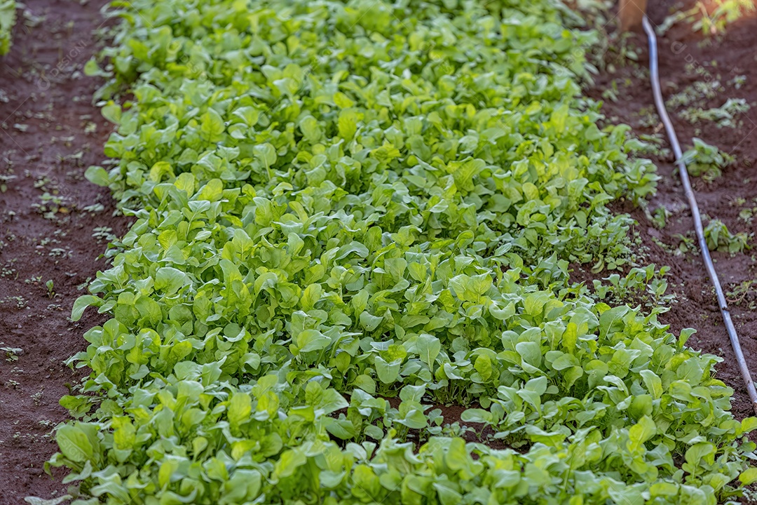 Planta vegetal Espinafre da espécie Spinacia oleracea