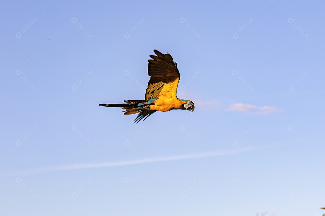 Arara-azul-e-amarela adulta da espécie Ara ararauna