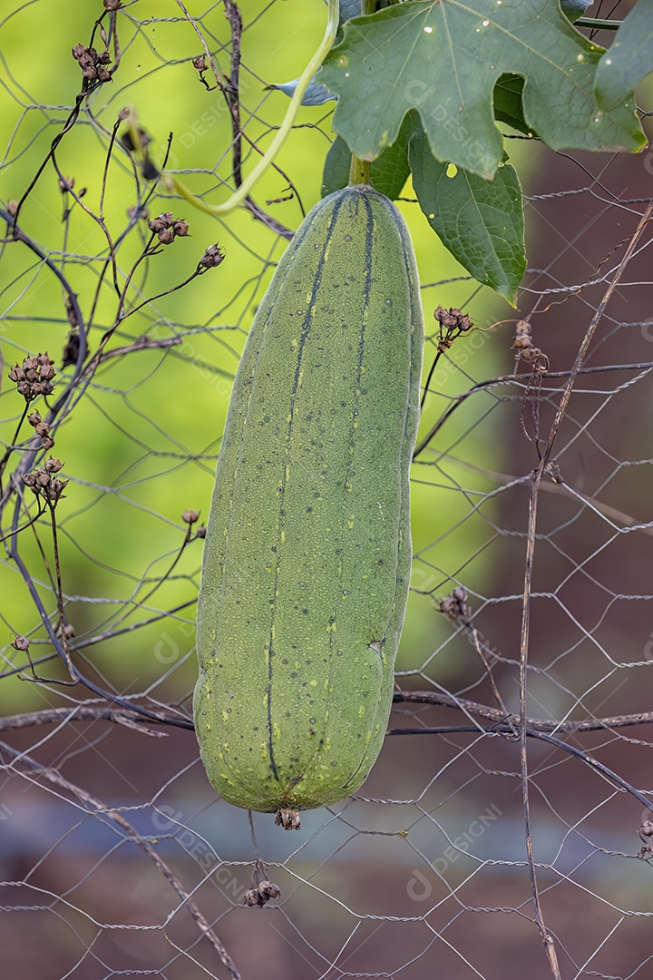 Planta Fruto da espécie Luffa aegyptiaca