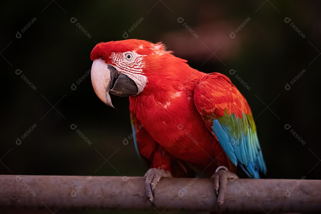 Arara vermelha e verde adulta da espécie Ara chloropterus