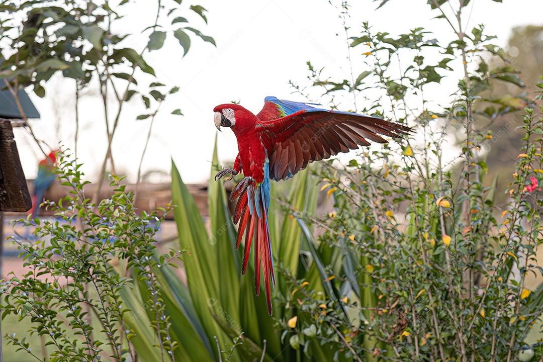 Arara vermelha e verde adulta da espécie Ara chloropterus