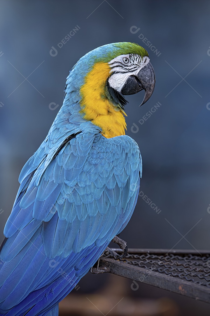 Arara-azul-e-amarela adulta da espécie Ara ararauna