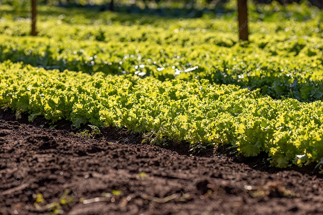 Planta alface vegetal da espécie Lactuca sativat