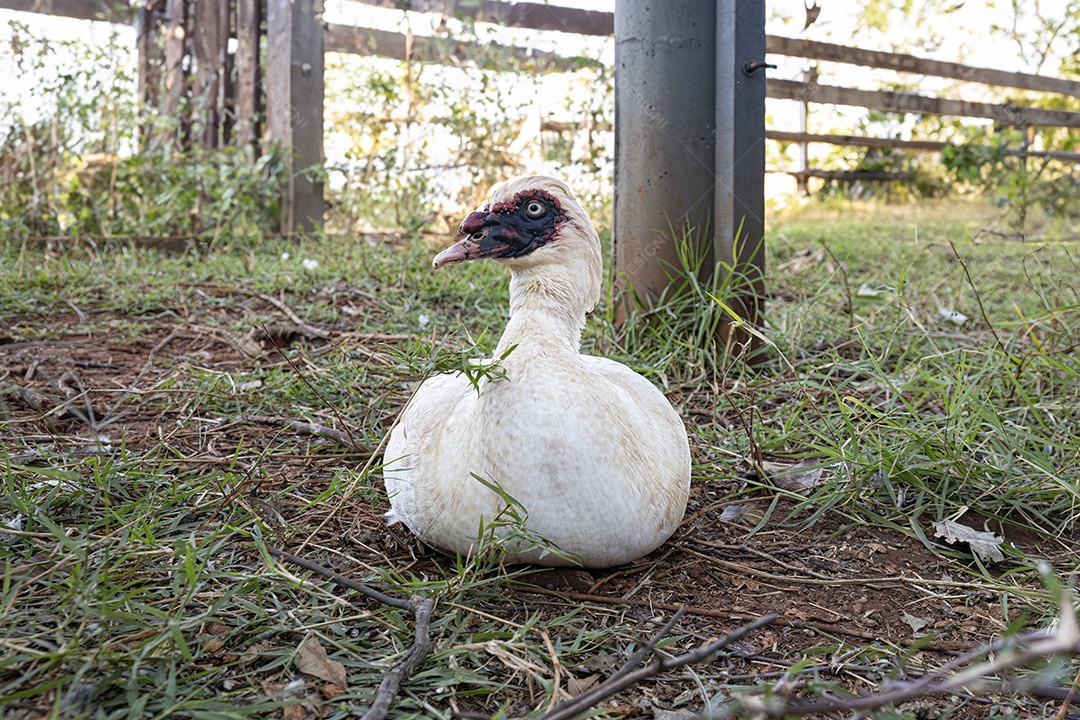 Pato-almiscarado Animal da espécie Cairina moschata