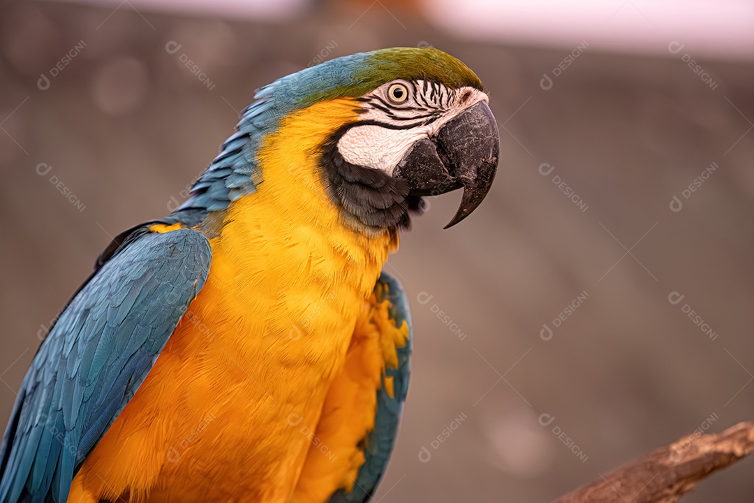 Arara-azul-e-amarela adulta da espécie Ara ararauna