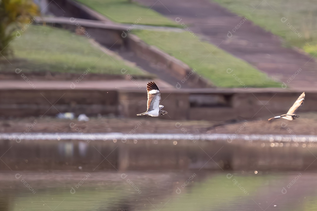 Animal Nacunda Nighthawk da espécie Chordeiles nacunda em mosca
