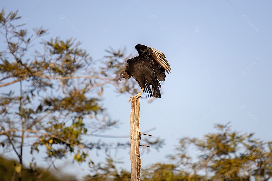 Animal Abutre-preto da espécie Coragyps atratus