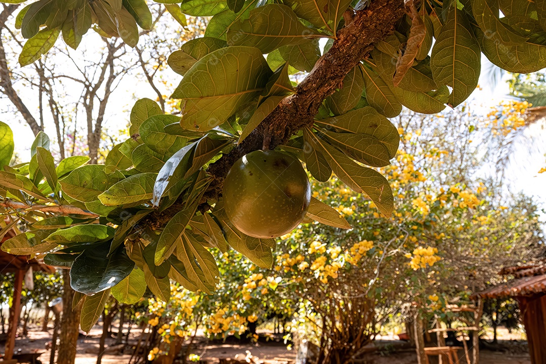 Cabaça da espécie Crescentia cujete com foco seletivo