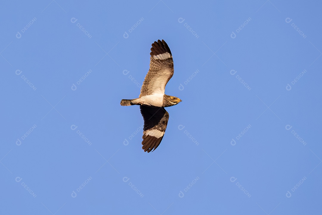 Animal Nacunda Nighthawk da espécie Chordeiles nacunda em mosca