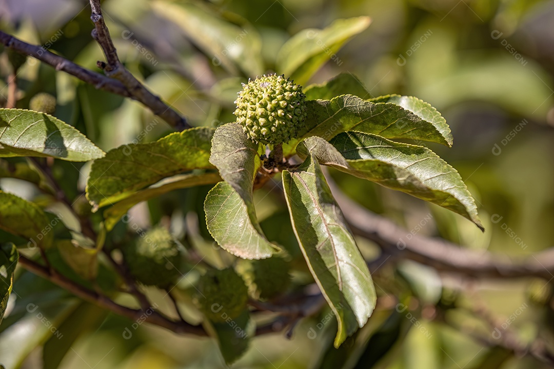 Olmo das Índias Ocidentais da espécie Guazuma ulmifolia