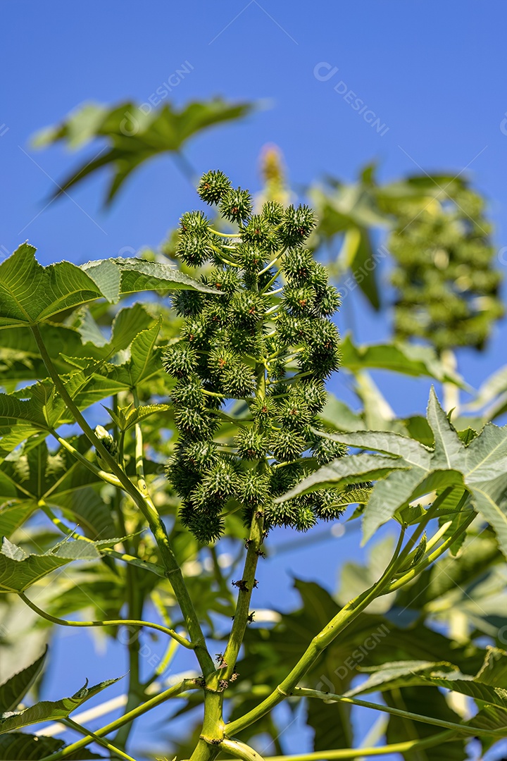 Mamona Verde da espécie Ricinus communis