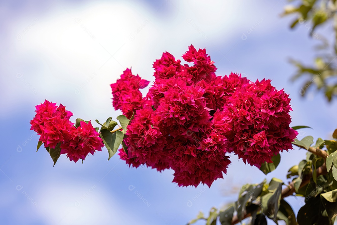 Flores de plantas ornamentais do gênero Bougainvillea