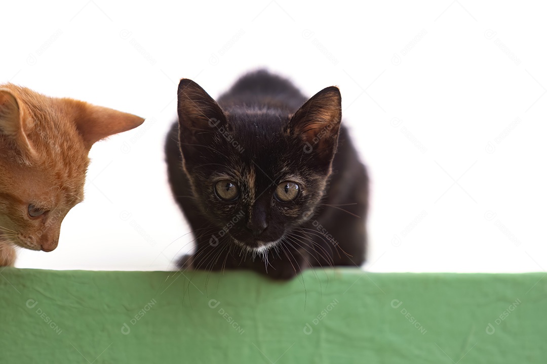 Gatos abandonados mamíferos felinos animais.