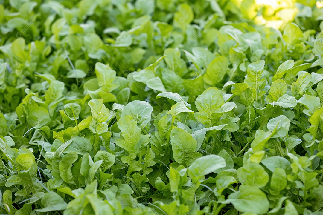 Pequena planta vegetal em uma horta
