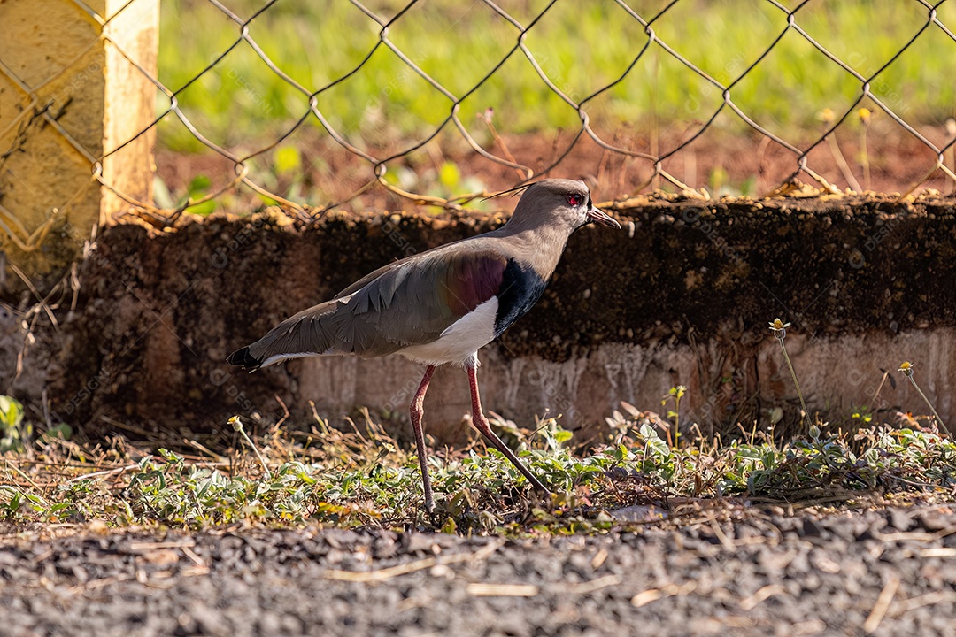 Ave adulta do Abibe-do-Sul da espécie Vanellus chilensis