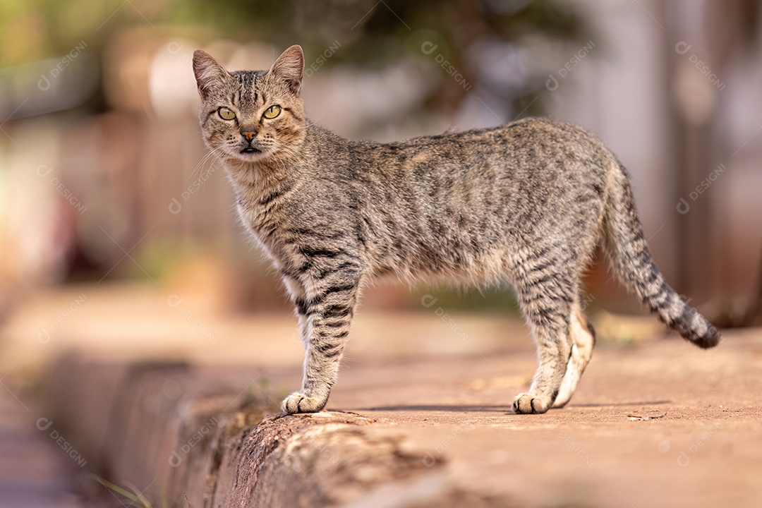Animal mamífero felino cinza andando em uma calçada