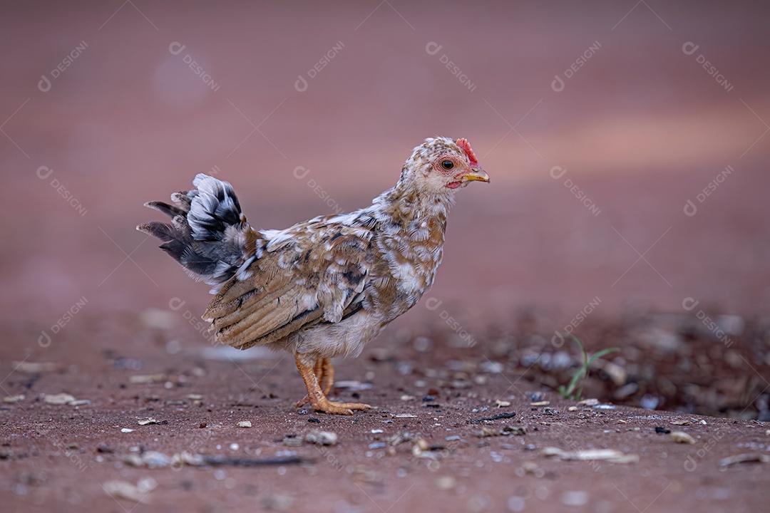 Animal de fazenda ave frango jovem galinha