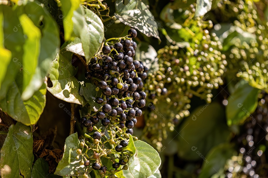 Planta frutífera de uva gambá da espécie Cissus verticillata
