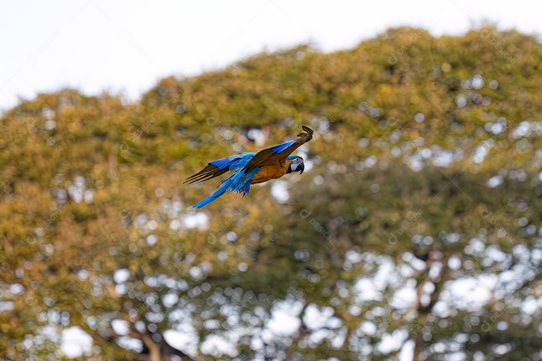 Arara-azul-e-amarela adulta da espécie Ara ararauna