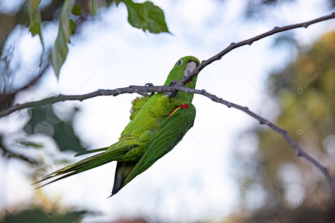Periquito adulto de olhos brancos da espécie Psittacara leucoftalmus