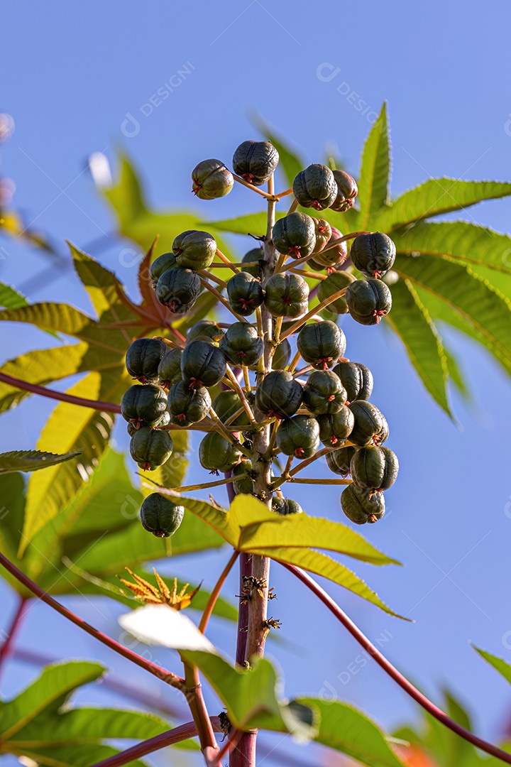 Mamona Verde da espécie Ricinus communis