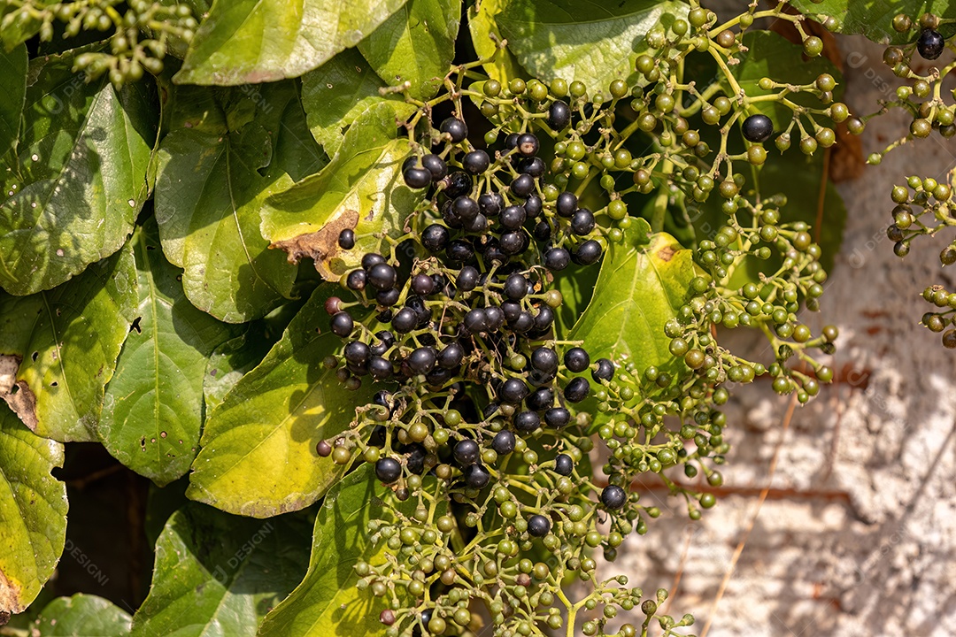 Planta frutífera de uva gambá da espécie Cissus verticillata