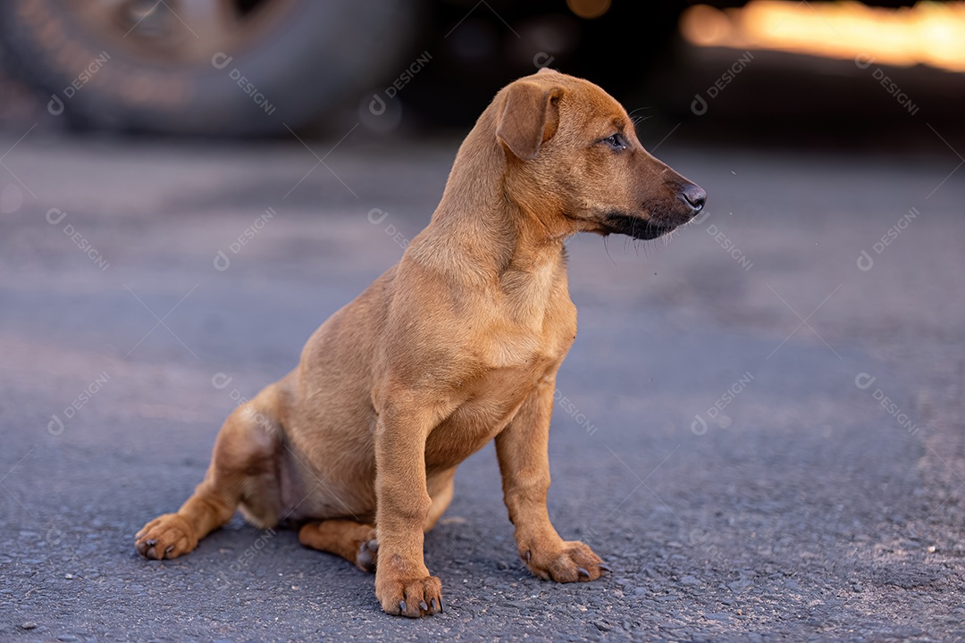 Cachorro mamífero animal na rua