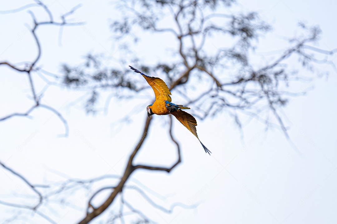 Arara-azul-e-amarela adulta da espécie Ara ararauna