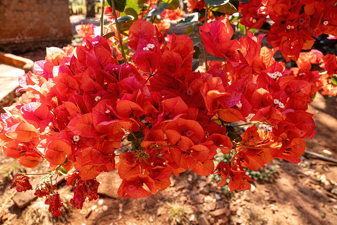 Flores de plantas ornamentais da espécie Bougainvillea glabra