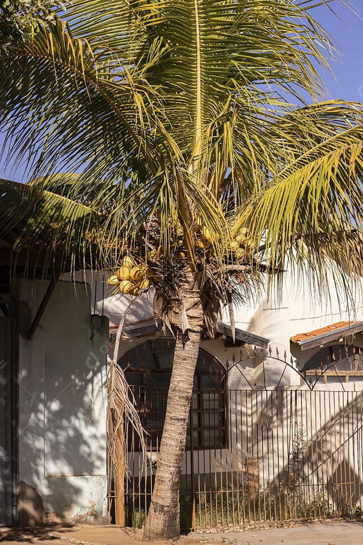 Coqueiro da espécie Cocos nucifera