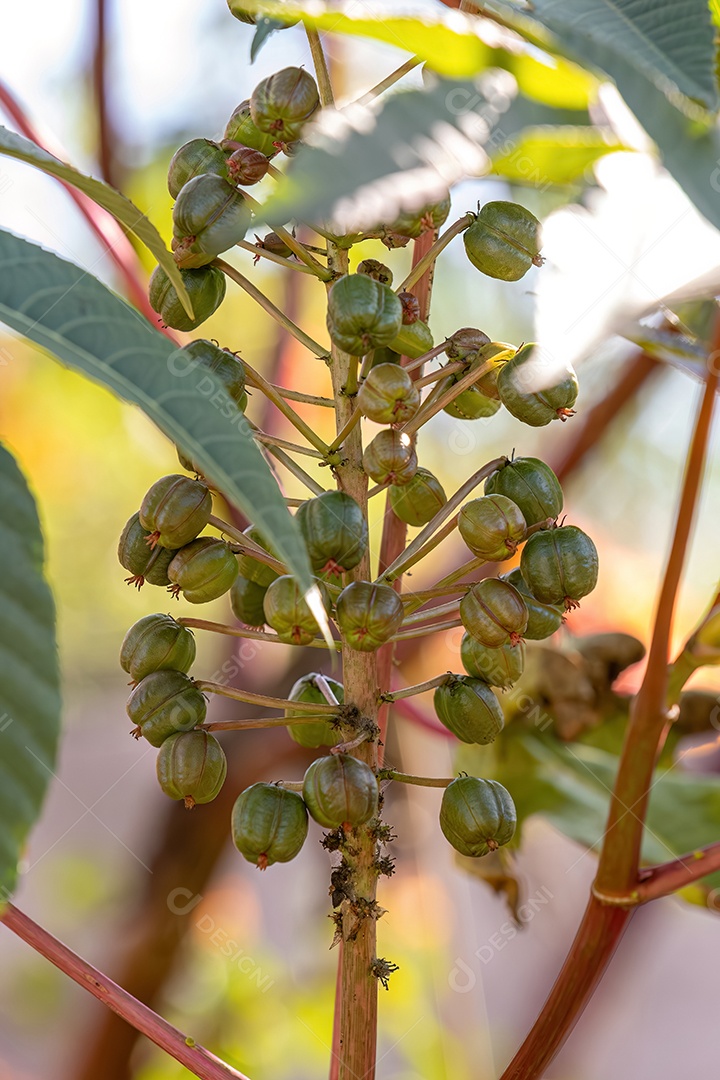 Mamona Verde da espécie Ricinus communis