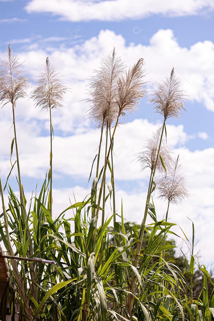 Flores de cana-de-açúcar da espécie Saccharum officinarum