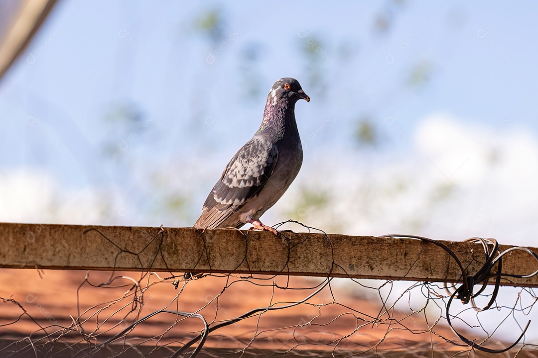 Animal Pombo Feral da espécie Columba livia domestica