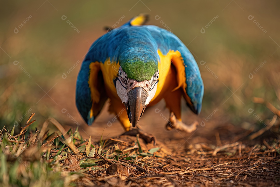 Arara-azul-e-amarela adulta da espécie Ara ararauna