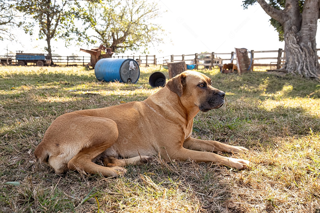 Grande cachorro vira-lata amarelo deitado na fazenda