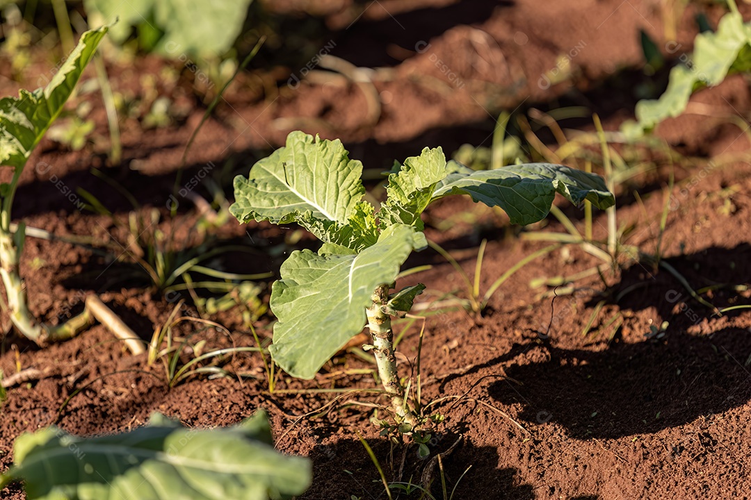 Planta vegetal de repolho da espécie Brassica oleracea em uma horta