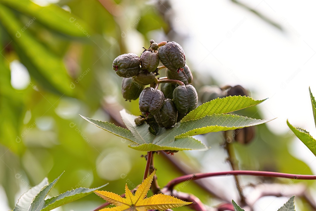 Mamona Verde da espécie Ricinus communis