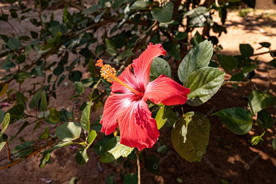 Flor de hibisco vermelho do gênero Hibiscus