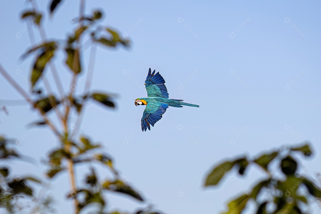 Arara-azul-e-amarela adulta da espécie Ara ararauna
