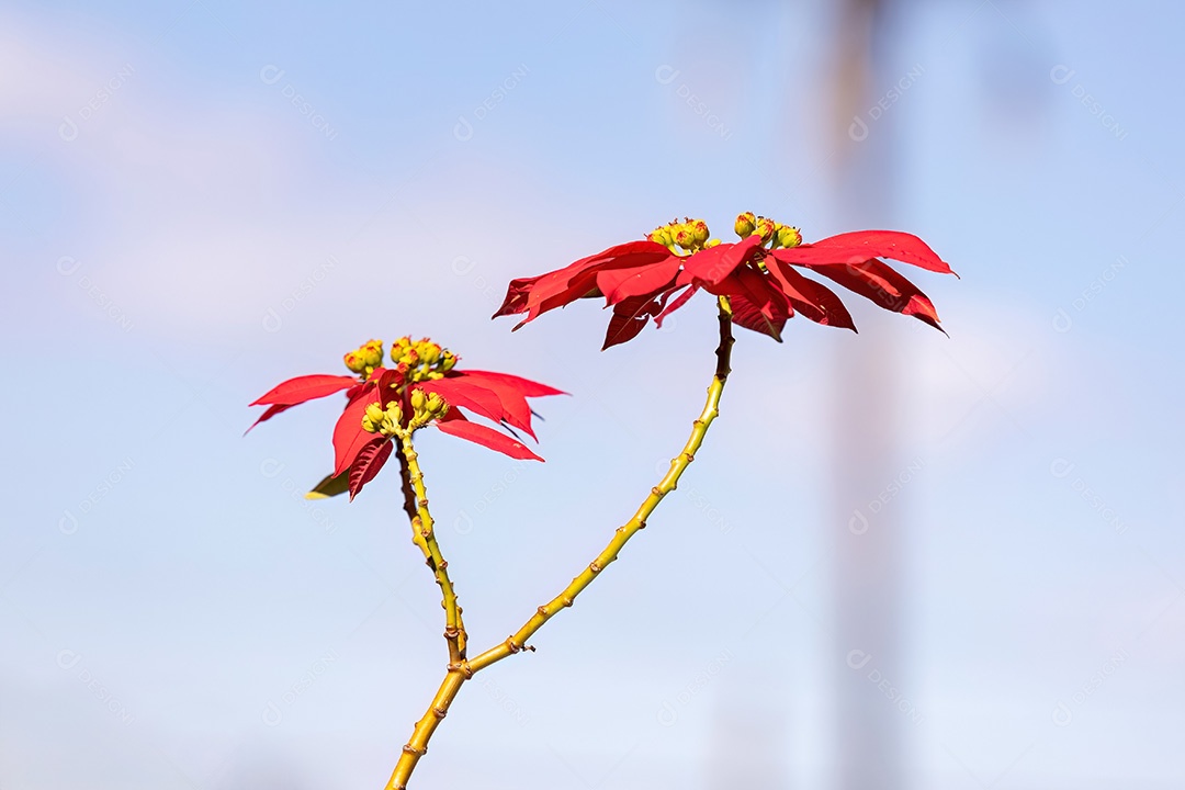 Planta com flor de poinsétia da espécie Euphorbia pulcherrima
