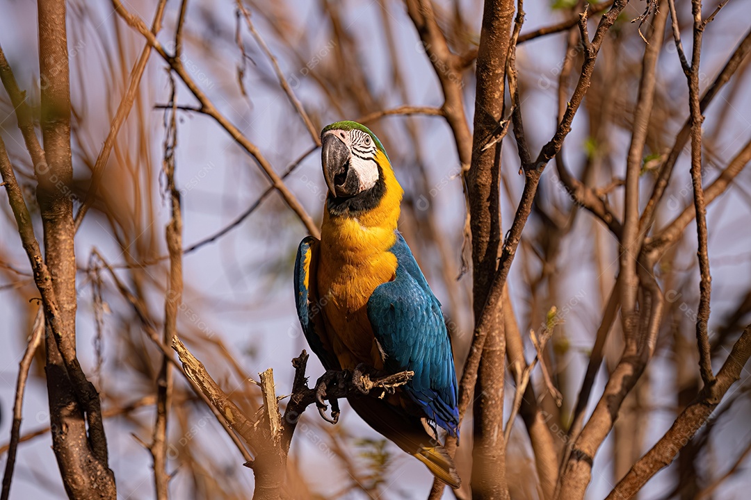 Arara-azul-e-amarela adulta da espécie Ara ararauna