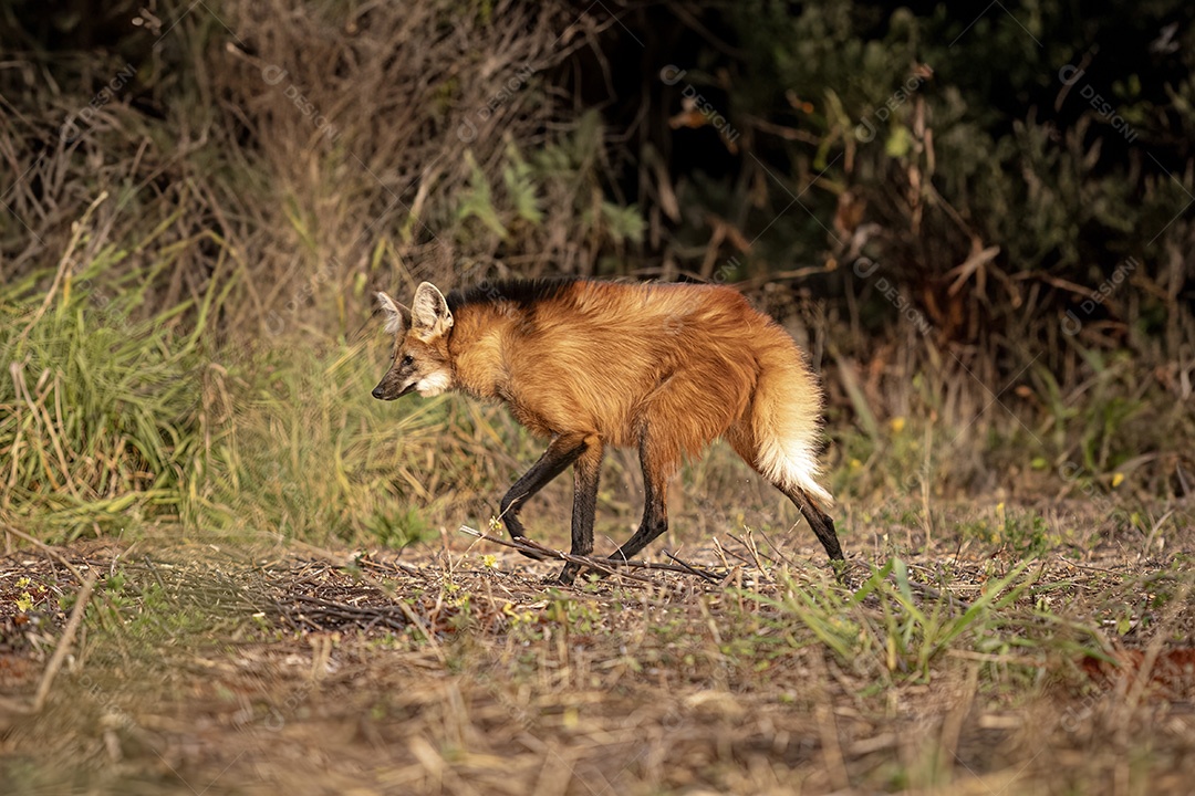 Animal Lobo Guará da espécie Chrysocyon brachyurus