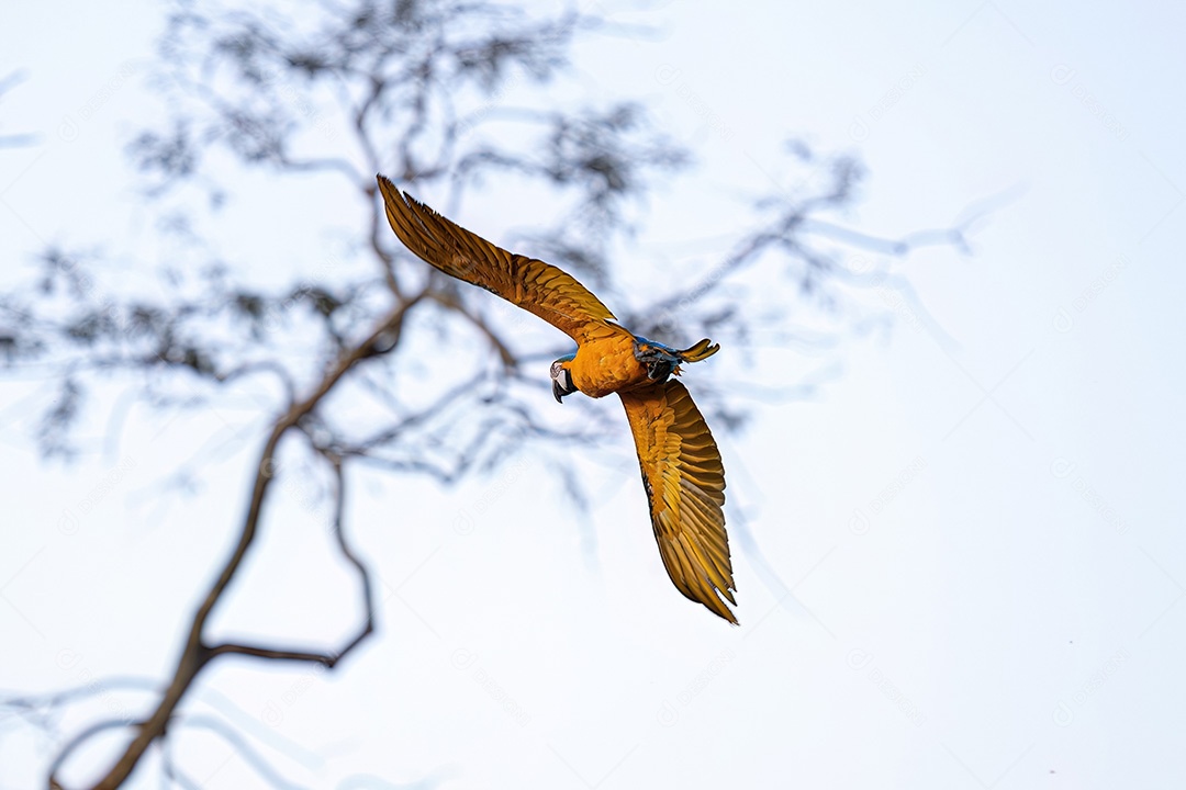 Arara-azul-e-amarela adulta da espécie Ara ararauna